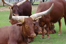 truth about taurus man image